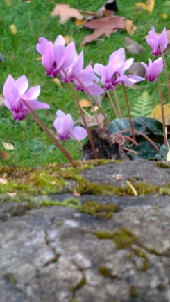 Cyclamen hederifolium in the Nicolson Rocks