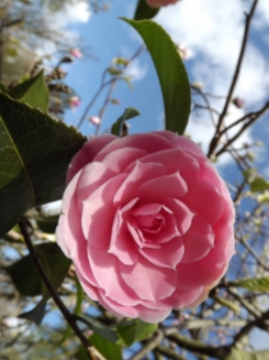 Camellia x williamsii 'E. G. Waterhouse', Photograph by Leighanne Keasey, Winterbourne House and Garden, Digging for Dirt