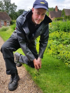Rumours of a dandelion spotted at Winterbourne were quickly quashed, Winterbourne House and Garden, Digging for Dirt