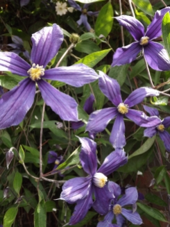 Clematis x durandii, Winterbourne House and Garden, Digging for Dirt