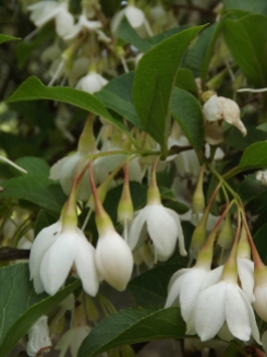Styrax japonicus, Winterbourne House and Garden, Digging for Dirt