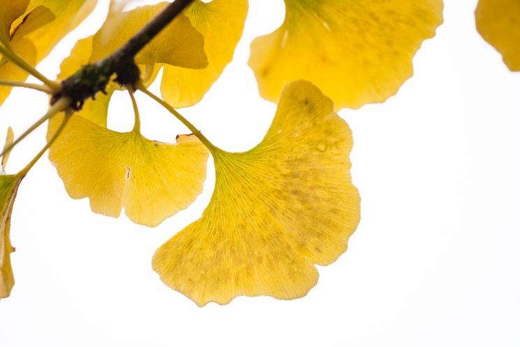 Ginkgo biloba, autumn colour, photograph by Jenny Lilly, Winterbourne House and Garden, Digging for Dirt