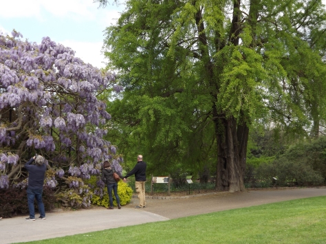 Ginkgo and Wisteria, Old Lion, Royal Botanic Gardens, Kew, Winterbourne House and Garden, Digging for Dirt