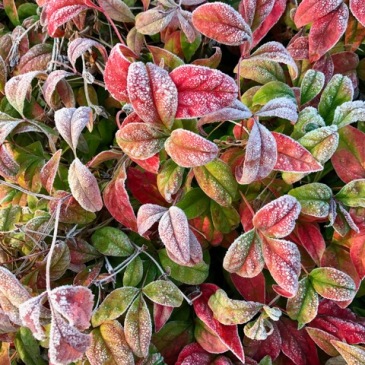 Nandina, photograph by Marie Belfort, Winterbourne House and Garden, Digging for Dirt